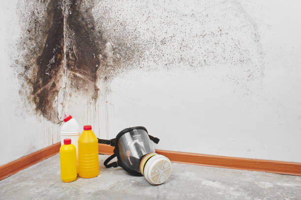 Best Biohazard Mold Removal  in Splendora, TX